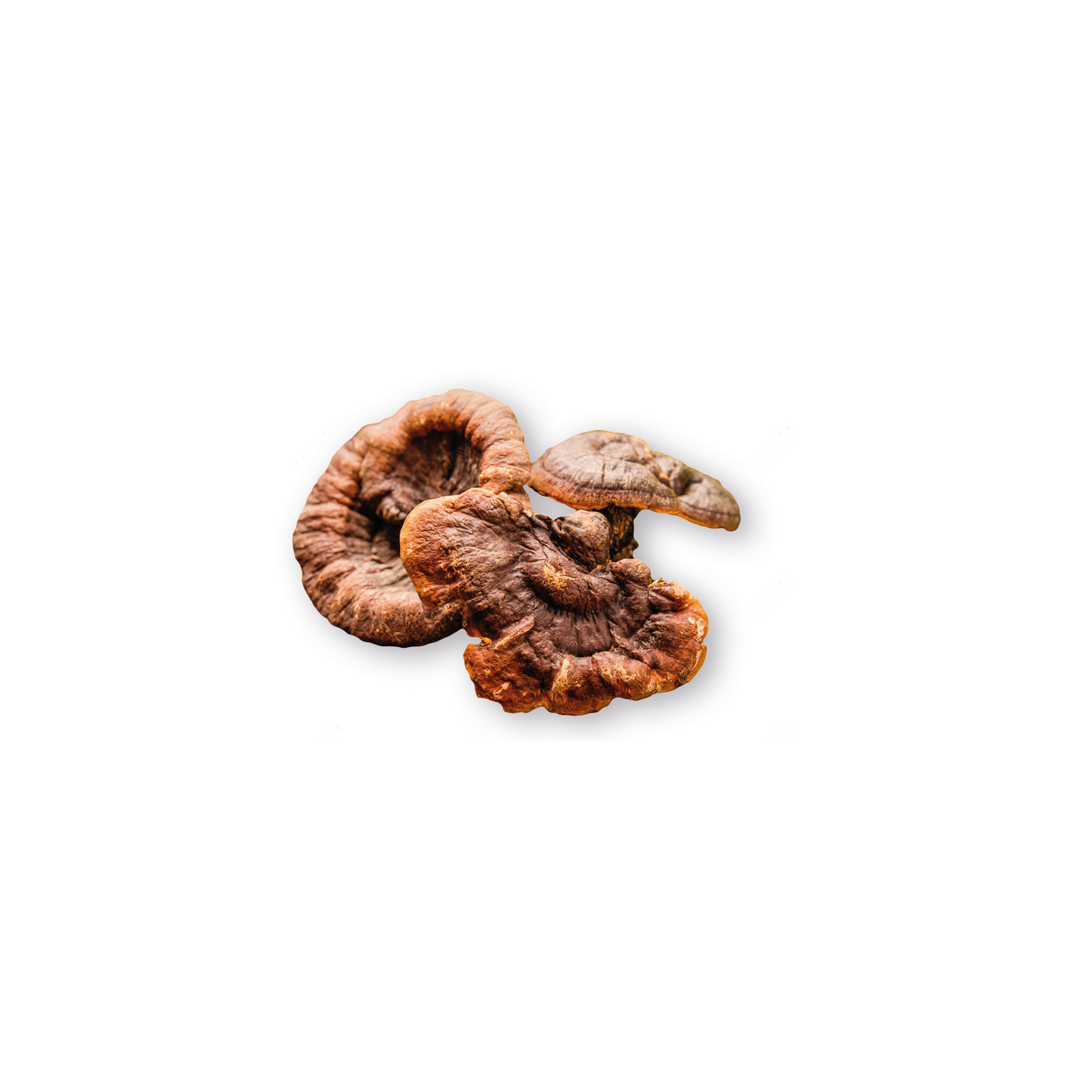 Reishi Dried mushrooms on a white background
