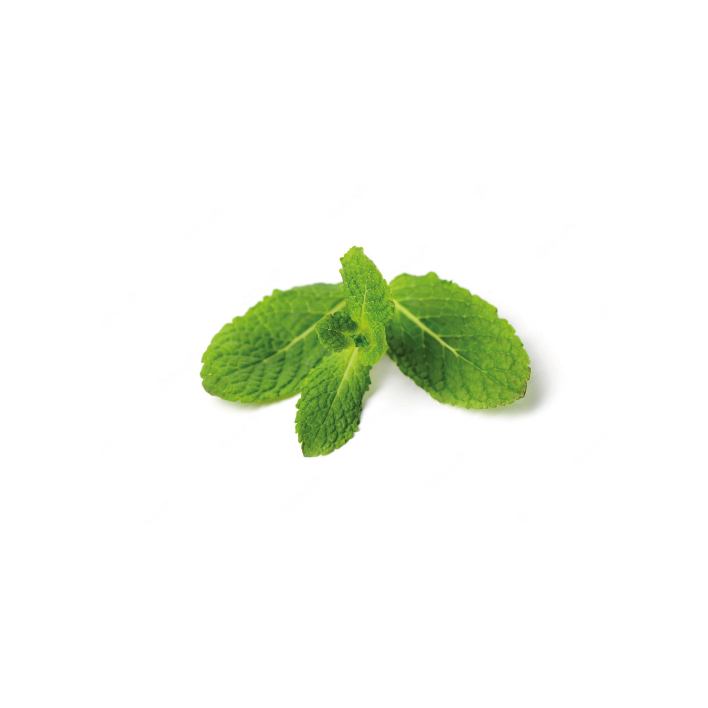 jAGA MEXICAN LIME & MINT